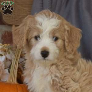 Cider, Mini Bernedoodle Puppy