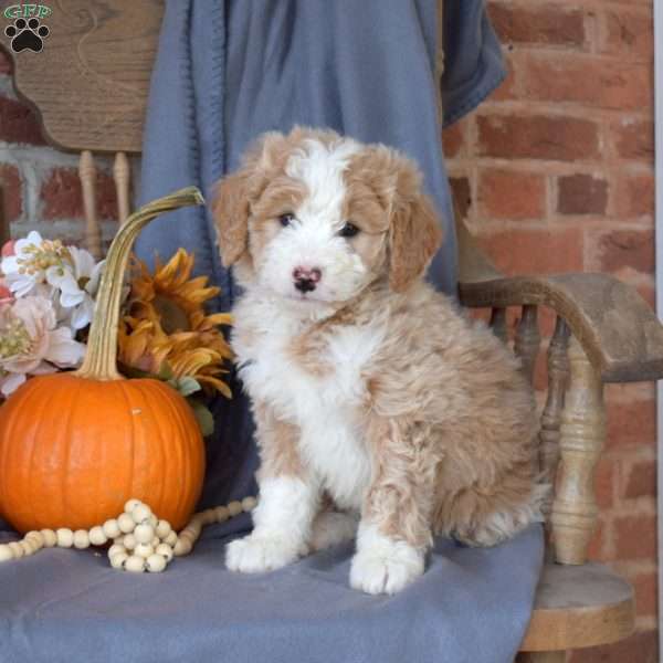 Cinnamon, Mini Bernedoodle Puppy