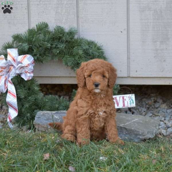 Cinnamon, Cavapoo Puppy