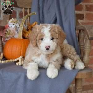 Cinnamon, Mini Bernedoodle Puppy