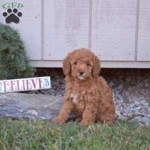 Cinnamon, Cavapoo Puppy