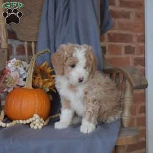 Cinnamon, Mini Bernedoodle Puppy