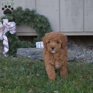 Cinnamon, Cavapoo Puppy