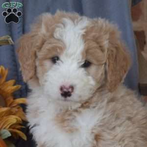 Cinnamon, Mini Bernedoodle Puppy