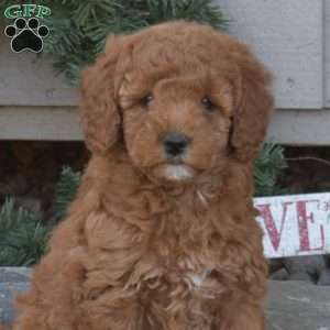 Cinnamon, Cavapoo Puppy