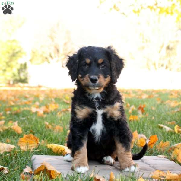 Claire, Mini Bernedoodle Puppy