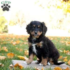 Claire, Mini Bernedoodle Puppy