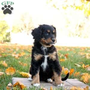 Claire, Mini Bernedoodle Puppy