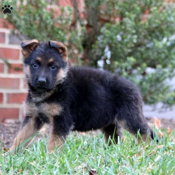 Classy, German Shepherd Puppy