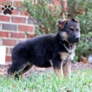 Classy, German Shepherd Puppy