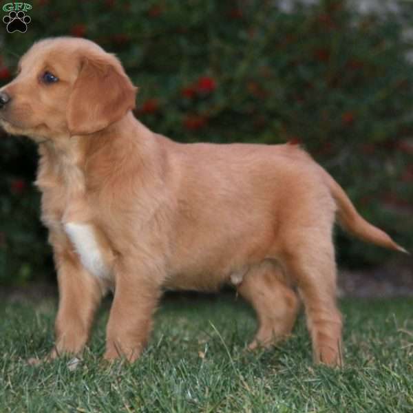 Classy, Goldendoodle Puppy