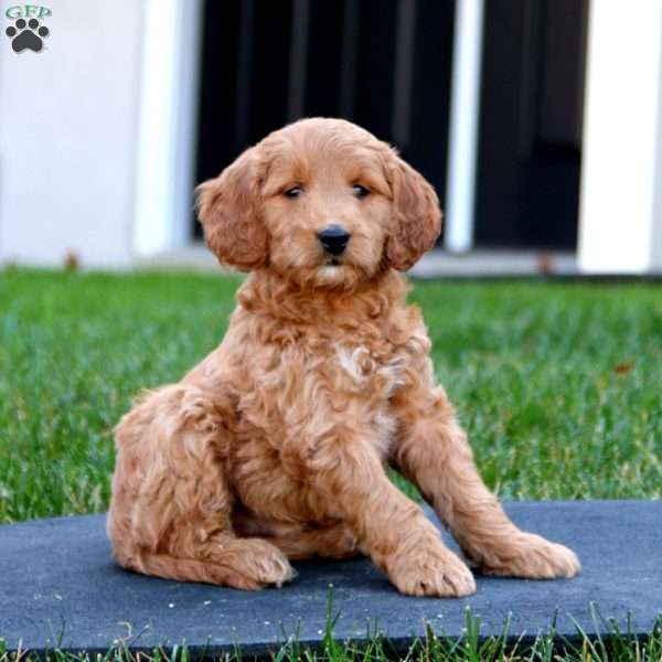 Clay, Mini Goldendoodle Puppy