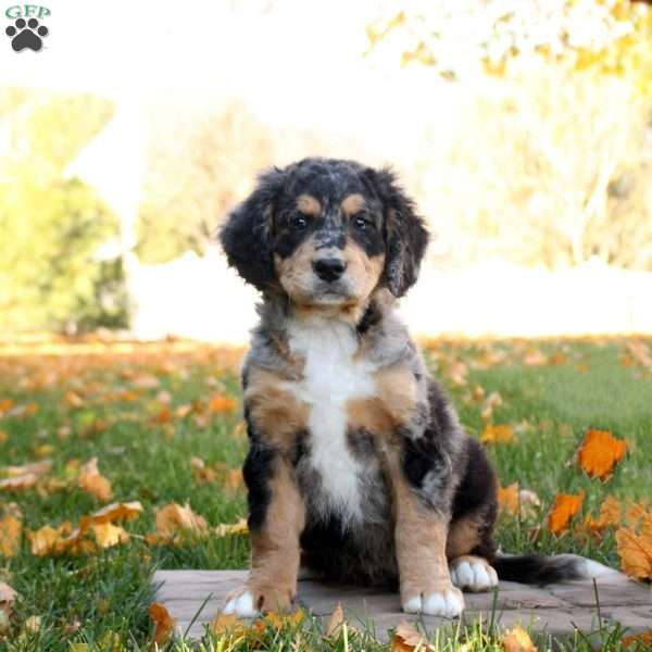 Clay, Mini Bernedoodle Puppy