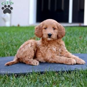 Clay, Mini Goldendoodle Puppy