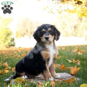 Clay, Mini Bernedoodle Puppy