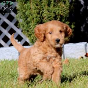 Clay, Mini Goldendoodle Puppy