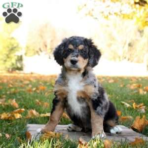 Clay, Mini Bernedoodle Puppy