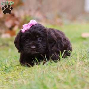 Cleo, Cockapoo Puppy