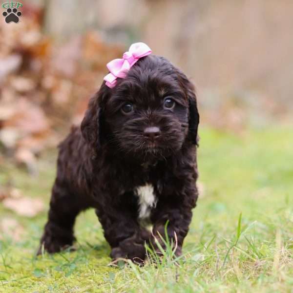 Cleo, Cockapoo Puppy