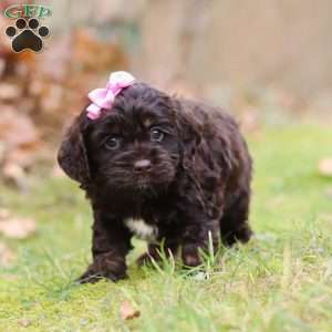 Cleo, Cockapoo Puppy