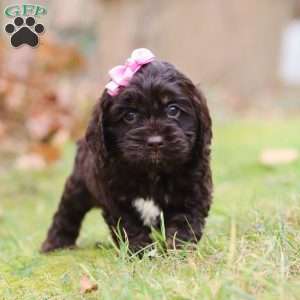 Cleo, Cockapoo Puppy