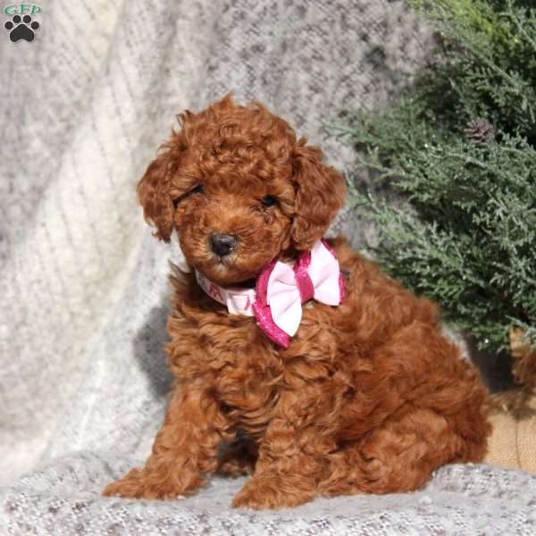 Cleo, Toy Poodle Puppy