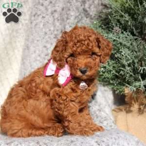 Cleo, Toy Poodle Puppy