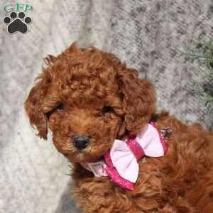 Cleo, Toy Poodle Puppy