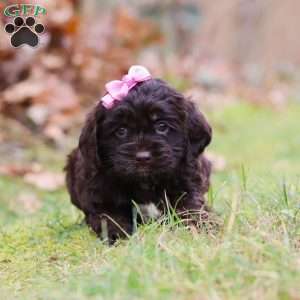 Cleo, Cockapoo Puppy