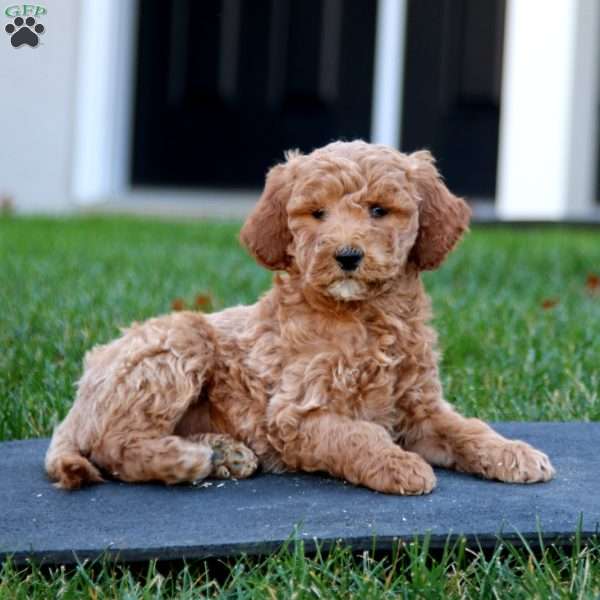 Clover, Mini Goldendoodle Puppy