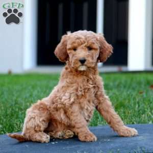 Clover, Mini Goldendoodle Puppy