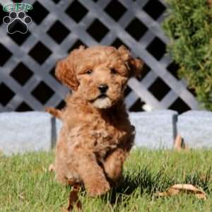 Clover, Mini Goldendoodle Puppy