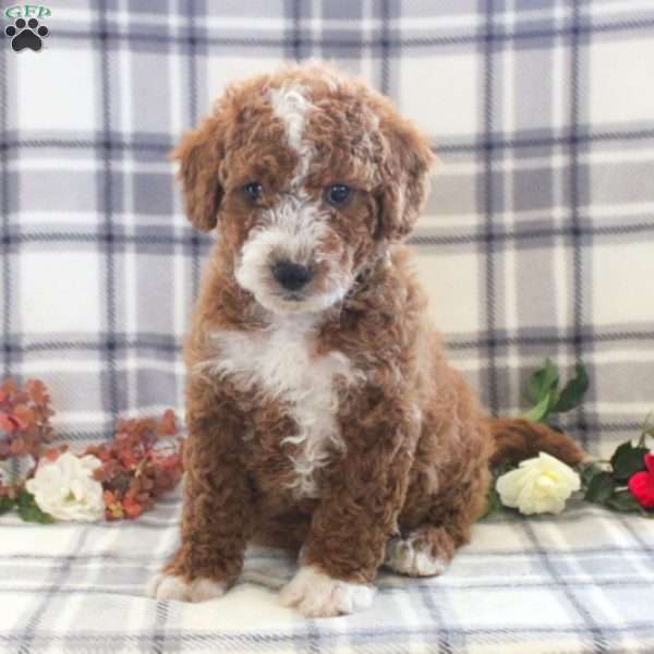 Coby, Mini Goldendoodle Puppy