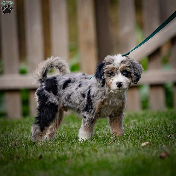 Coco, Mini Bernedoodle Puppy