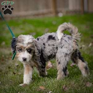 Coco, Mini Bernedoodle Puppy