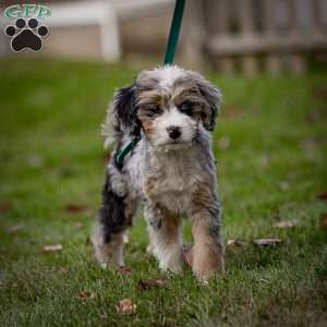 Coco, Mini Bernedoodle Puppy