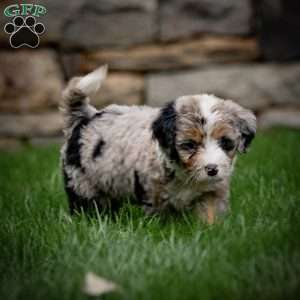 Coco, Mini Bernedoodle Puppy