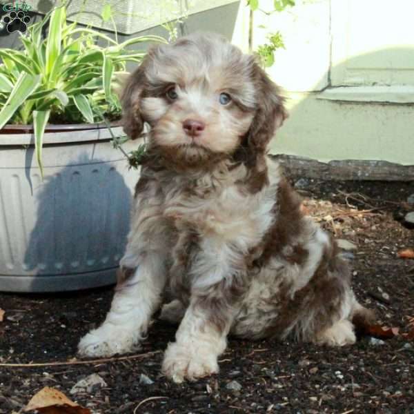 Coco, Cavapoo Puppy