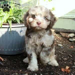 Coco, Cavapoo Puppy