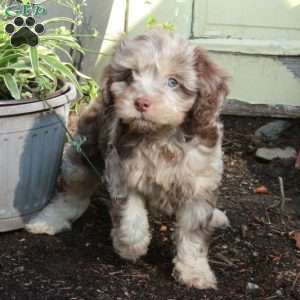 Coco, Cavapoo Puppy