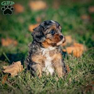 Cocoa, Cavapoo Puppy