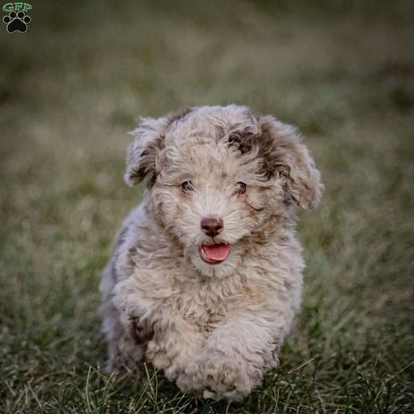 Cocoa, Toy Poodle Puppy