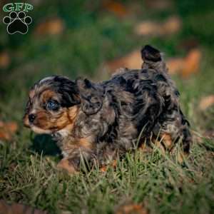 Cocoa, Cavapoo Puppy