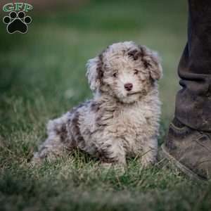 Cocoa, Toy Poodle Puppy