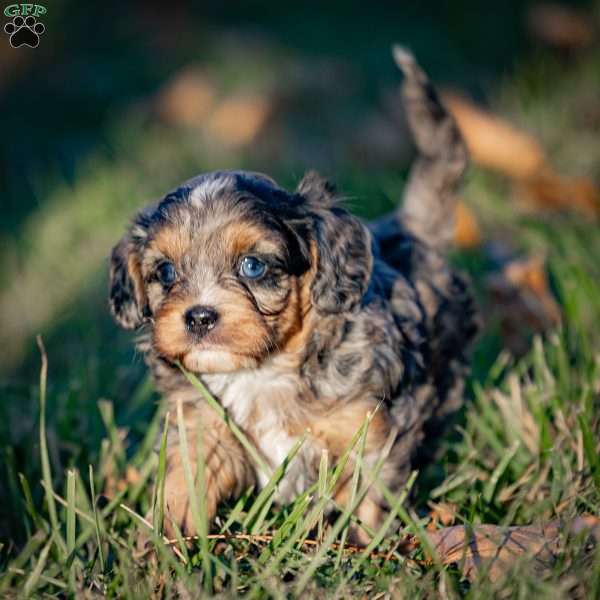 Cocoa, Cavapoo Puppy