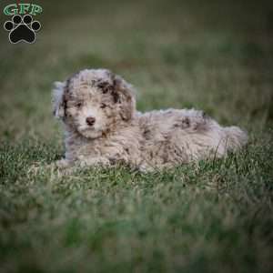 Cocoa, Toy Poodle Puppy