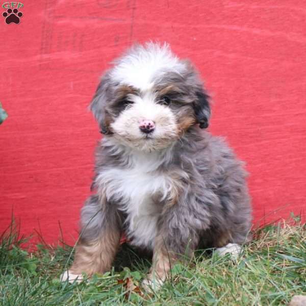 Cocoa, Mini Bernedoodle Puppy