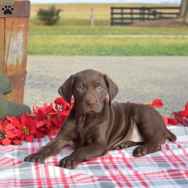 Cocoa, German Shorthaired Pointer Puppy