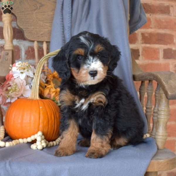 Cocoa, Mini Bernedoodle Puppy