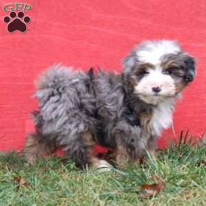 Cocoa, Mini Bernedoodle Puppy